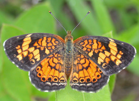 Pearl Crescent